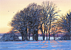 A watercolour painting of trees on snow covered Epsom Downs at sunset by Margaret Heath.